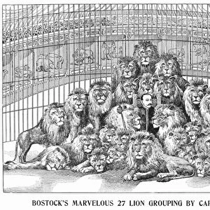 CIRCUS: LIONS, c1901. Captain Bonavita grouping together 27 lions at Frank C. Bostocks Wild Animal Arena. Wood engraving from an American circus program, c1901