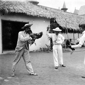 COCKFIGHT, 1893. Two cock-fighters and a referee at the Worlds Columbian Exposition, 1893