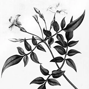COMMON JASMINE, 1787. Copper engraving by James Sowerby from William Curtis Botanical Magazine
