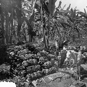 COSTA RICA: BANANA GROVE. Workers loading bananas onto a horses back on a banana