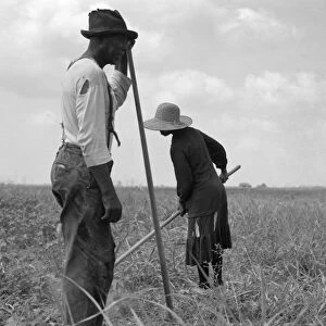 COTTON PICKERS, 1937. Sharecroppers chopping cotton in Greene County, Georgia
