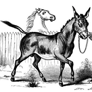 DONKEY. Man holding a donkey by the bridle. Line engraving, 19th century