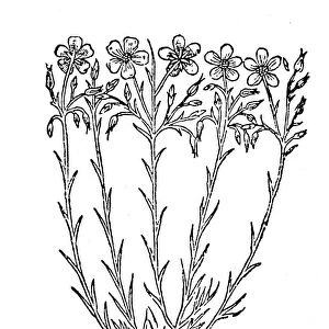 FLAX, 1597. Woodcut, from John Gerards Herball