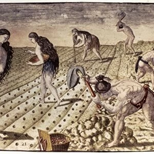 FLORIDA NATIVE AMERICANS, 1591. Florida Native Americans tilling and planting. Line engraving, 1591, by Theodor de Bry after a now lost drawing by Jacques Le Moyne de Morgues