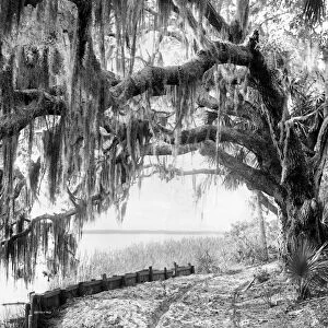 FLORIDA: ORMOND BEACH. Royal arch oak tree with Spanish moss at Ormond, Florida