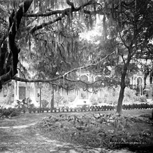 FLORIDA: TAMPA BAY, c1902. Oak trees and Spanish moss at the Tampa Bay Hotel, Tampa Bay, Florida