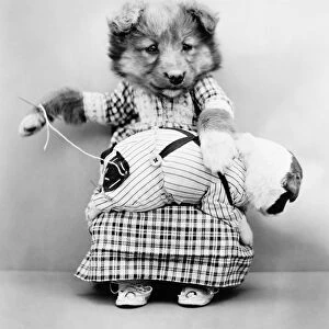 FREES: DOG, c1914. Patchwork. Photograph by Harry Whittier Frees, c1914
