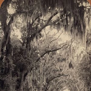 GEORGIA: OAK TREES, c1887. A dirt road lined with oak trees and Spanish moss, at