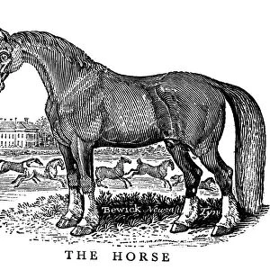 HORSE. Wood engraving by Thomas Bewick from his General History of Quadrupeds, London, 1790