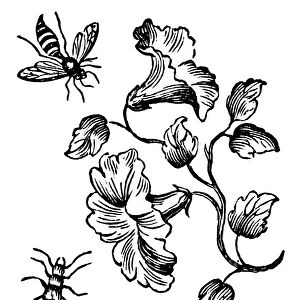 INSECTS: BEE & EARWIG. Woodcut by Thomas Bewick, early 19th century