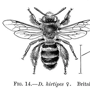 INSECTS: BEES. Female bee (D. hirtipes)