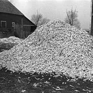 IOWA: CORN, 1936. Pile of corn cobs on a farm in Emmet County, Iowa. Photograph by Russell Lee