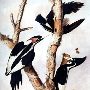 IVORY-BILLED WOODPECKERS. Oil on canvas, c1820, by John James Audubon