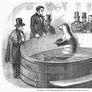 LONDON: TALKING FISH, 1859. A leopard seal trained as a talking fish, London, England. Wood engraving, 1859