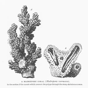 MADREPORE CORAL (Madrepora verrucosa). Section B shows the canals that connect the polyps through the stony skeleton. Wood engraving, 19th century