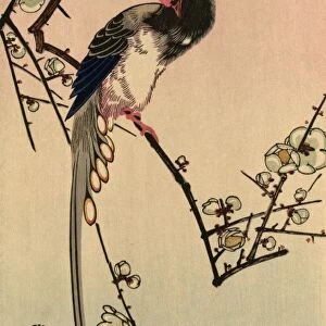 MAGPIE, 19TH CENTURY. Magpie and plum blossom. Color woodcut by Hiroshige Ando, mid 19th century