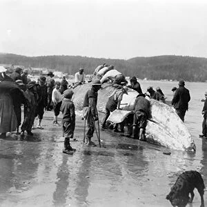 MAKAH WHALING, c1910. Makah whalers cutting into a humpback whale at Neah Bay, Washington State