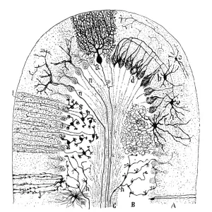 Cell types in the mammalian cerebellum Print, 1894 Cell types in the mammalian cerebellum Print, 1894