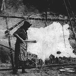 OREGON: HIDE SCRAPING, 1939. A Native American woman in Oregon, scraping an animal hide