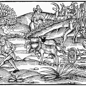 PEASANTS FARMING, c1520. Peasants working the fields in autumn. Woodcut, German, c1520
