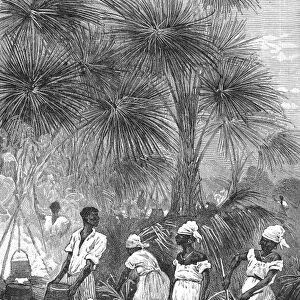 PHONOGRAPH, 19th CENTURY. Brazilians gathering Carnauba wax used in the manufacture of phonograph cylinders. Wood engraving, French, late 19th century