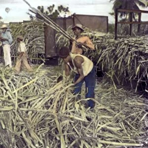 PUERTO RICO: SUGAR CANE. Workers on a plantation near Ponce, Puerto Rico unloading