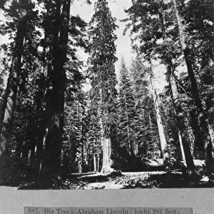SEQUOIA NATIONAL PARK 1866. A tree measured at 281 feet in Sequoia National Park, California