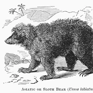 SLOTH BEAR. Asiatic or sloth bear (Ursus labiatus). Line engraving, 19th century
