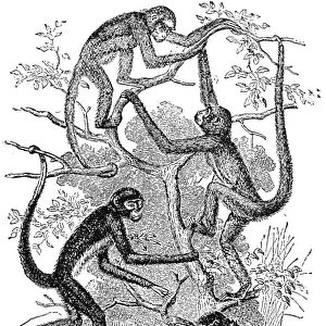 SPIDER MONKEYS. Common spider monkeys (Ateles paniscus). Line engraving, late 19th century