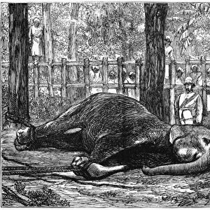 SRI LANKA: ELEPHANT, 1874. A captive mother elephant pining for her calf, who had