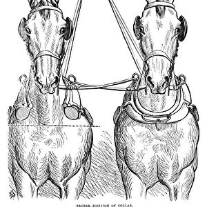 TEAM OF HORSES, 1875. Line engraving, English, 1875, showing the proper placement of harnesses on a team of carriage horses