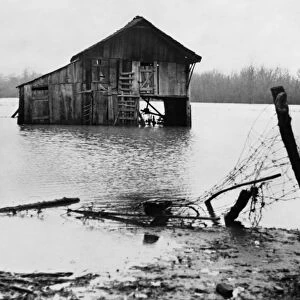 TENNESSEE: FLOOD, 1937. Farmyard covered with flood waters near Ridgeley, Tennessee