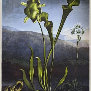 THORNTON: BOG PLANTS. American Bog Plants and Pitcher Plant. Left to right: Symplocarpus foetidus, Sarracenia flava L. and Dionaea muscipula Ellis). Engraving by Thomas Sutherland after a painting by Reinagle the Elder for The Temple of Flora, by British botanist Robert John Thornton, 1806