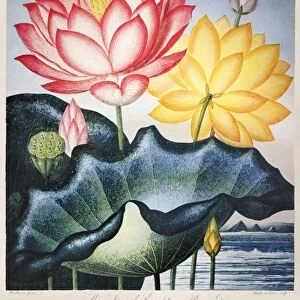 THORNTON: LOTUS FLOWER. The Sacred Egyptian Bean, or lotus flowers (Nelumbo nucifera Gaertn. and Nelumbo lutea). Engraving by Thomas Burke and Frederick Christian Lewis after a painting by Peter Henderson for The Temple of Flora, by British botanist Robert John Thornton, 1804