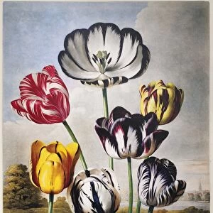 THORNTON: TULIPS. Group of tulips (Tulipa spec. ). Engraving by Richard Earlom after a painting by Philip Reinagle for The Temple of Flora, by Robert John Thornton, 1798