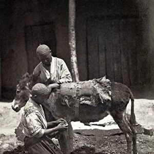 TURKESTAN: BLACKSMITH. A blacksmith shoeing a donkey, Turkestan. Photograph, c1865-72