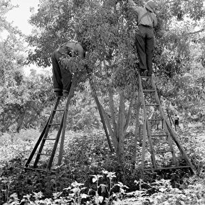 WASHINGTON: HARVEST, 1939. Migrant workers picking pears at Pleasant Hill Orchards