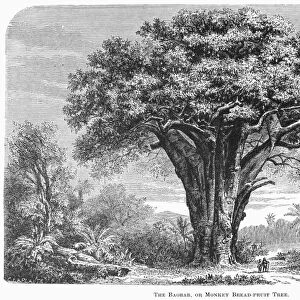 WEST AFRICA: BAOBAB TREE. Line engraving, 19th century
