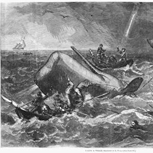 WHALING EXPEDITION, 1866. Taking a Whale. Crew of whalers killing a whale. Wood engraving