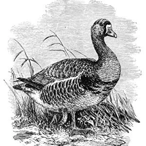WHITE-FRONTED GOOSE. Wood engraving, 19th century