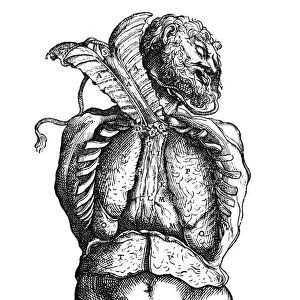 Woodcut from the sixth book of Andreas Vesalius De Humani Corporis Fabrica, published in 1543 at Basel, Switzerland