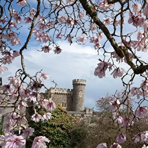 Caerhays Castle with its Magnolias and Camellias. ( Magnolia sargentiana var robusta )