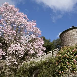 Spring Time at Caerhays Castle with its Magnolias and Camellias