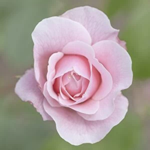 A beautiful pink rose at Poolewe, Scotland