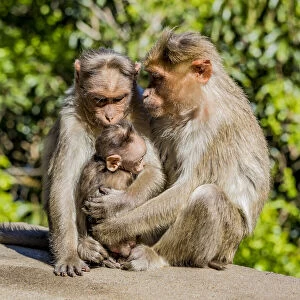 A bonnet macaque family near Udagamandalam (Ooty) in Tamil Nadu, India