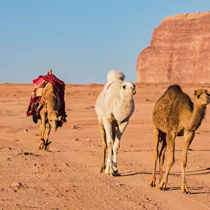 Three camels walking through the desert at Wadi Rum, Jordan