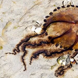 A dead jellyfish at Luskentyre in Scotland