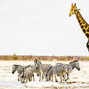 A giraffe and a group of zebras in Etosha National Park, Namibia