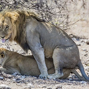A lion and lioness mating in Etosha National Park, Namibia. The lion is sticking his tongue out towards the photographer