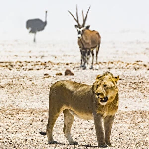 A lion, an ostrich and a gemsbok in a dust storm in Etosha National Park, Namibia